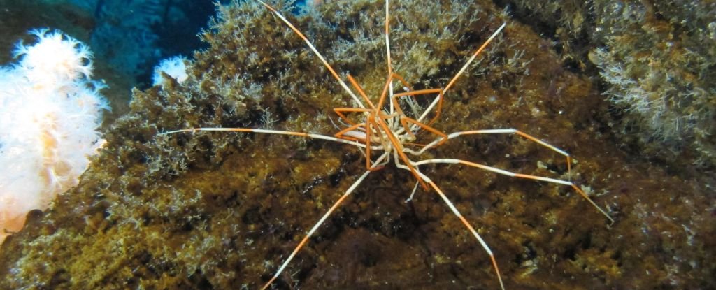 We Finally Know How Giant Sea Spiders Come Into This World : ScienceAlert