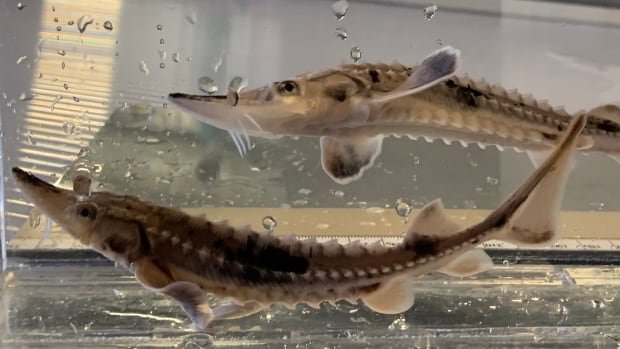 Why Windsor Essex is one of the last regions in Canada where you can see baby sturgeon