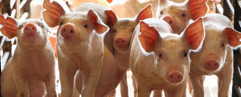 World-First Pig Kidney Transplant Was a Huge Breakthrough, But Is It The Future? : ScienceAlert