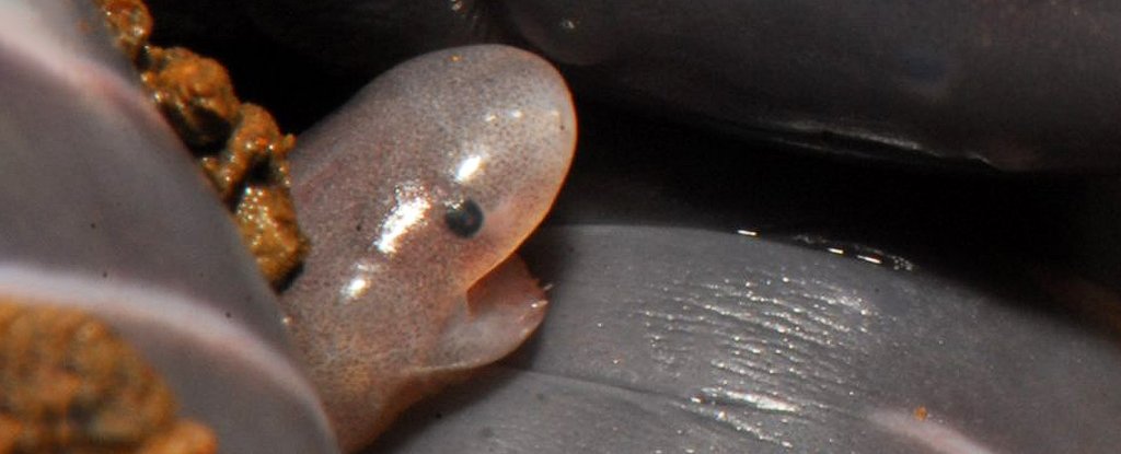Worm-Like Amphibians Leak Milk For Their Hatchlings And It’s Kind of Cute : ScienceAlert