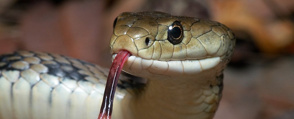 You Should Seriously Think About Eating More Python, Scientists Say : ScienceAlert