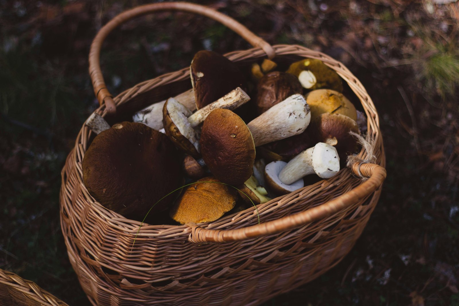 5 Best Mushroom Supplements Can Boost Your Health