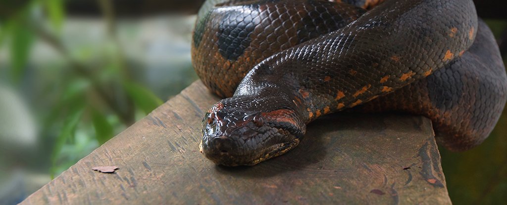 A Gigantic Snake Prowled India’s Jungles 47 Million Years Ago : ScienceAlert