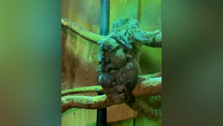 Adorable tiny monkeys measuring just 3cm born at Shropshire zoo | Lifestyle