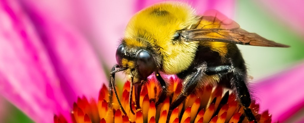 Amazingly Some Bumblebees Can Survive Underwater For a Week ScienceAlert