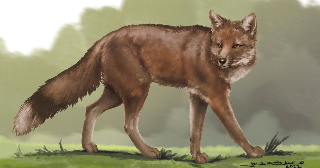 Ancient Foxes Lived and Died With Humans