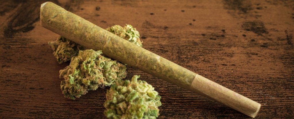 Cannabis Use Linked to Epigenetic Changes, Study Reveals : ScienceAlert