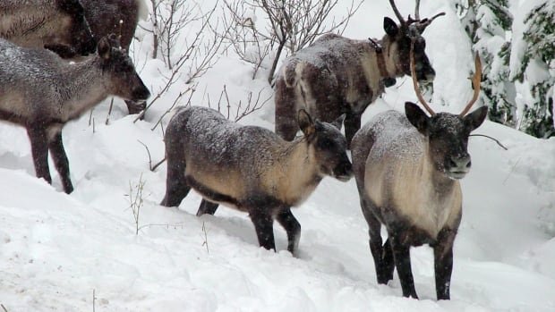 Caribou herds in B.C., Alberta, growing due to wolf culls: study