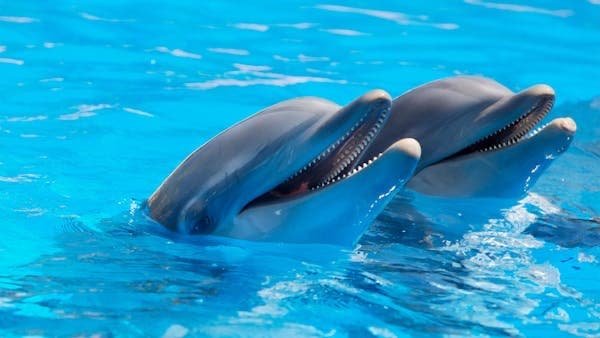 Celebrating National Dolphin Day The Wonders of These Intelligent Marine Mammals