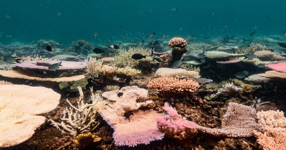 Coral reefs around the world experiencing mass bleaching scientists say | Climate News