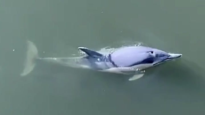 Dolphins spotted swimming in River Thames after making way to London | Lifestyle