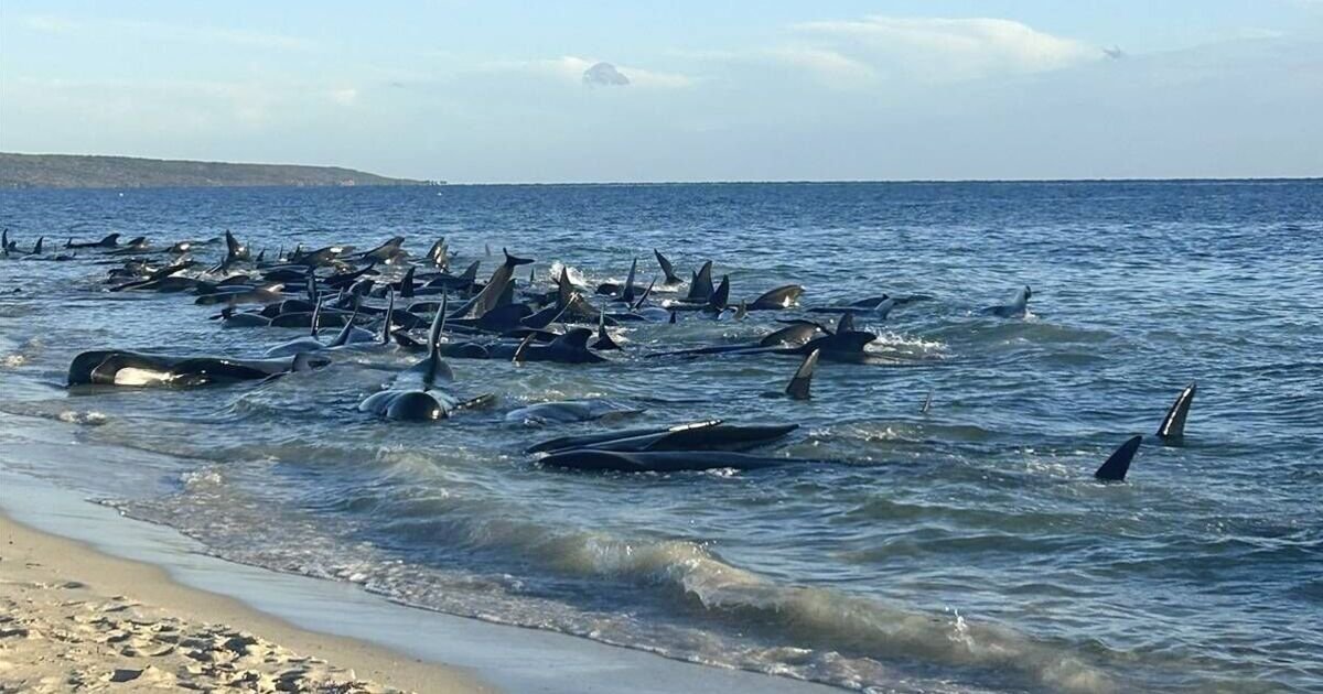 Dozens of whales die as more than 160 stranded on Australia beach | World | News