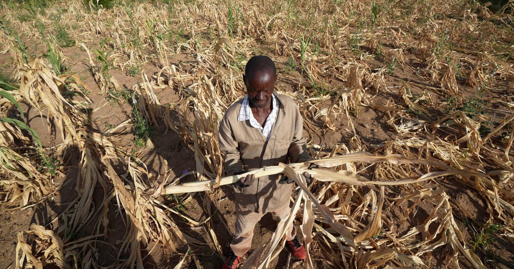 Drought Pushes Millions Into Acute Hunger in Southern Africa
