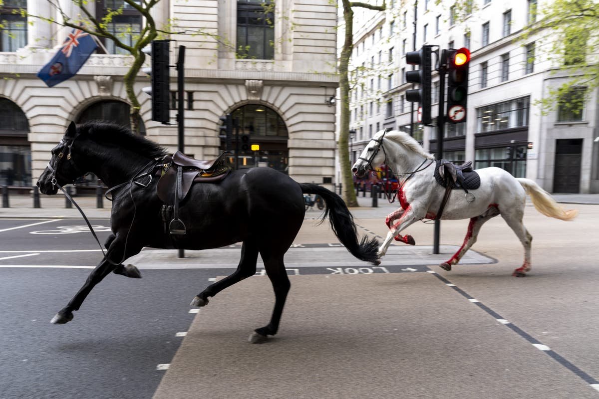 Injured Household Cavalry horses offered new home by Horses Trust after rampaging through streets of London
