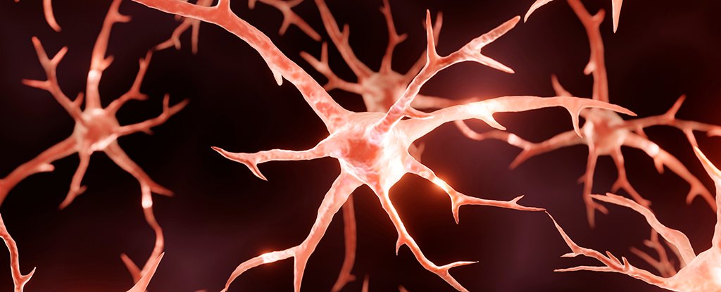Keto Diet May Slow Down Alzheimer’s, Mouse Study Reveals : ScienceAlert
