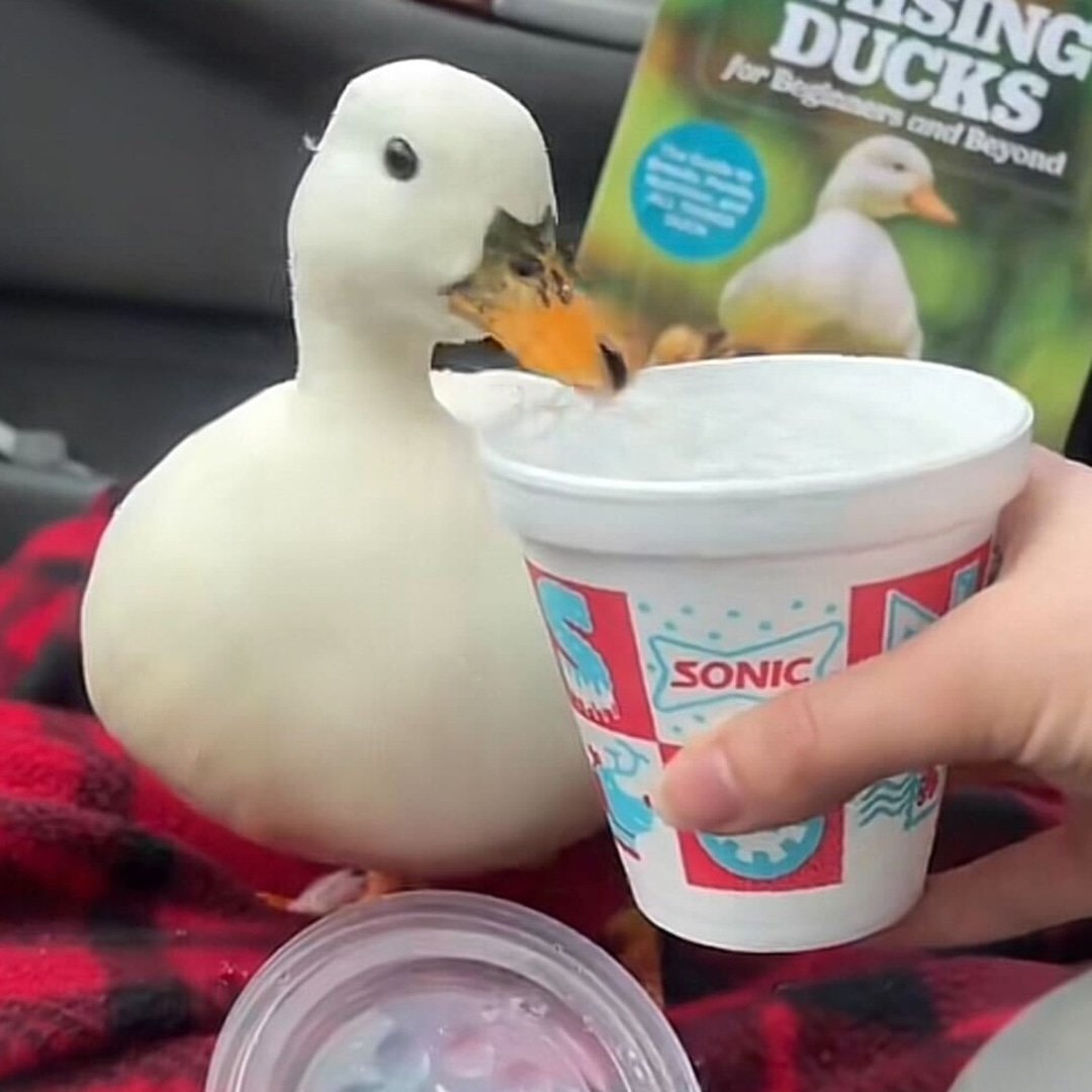 Munchkin the TikTok Duck Who Loved Iced Water Dies After Vet Visit