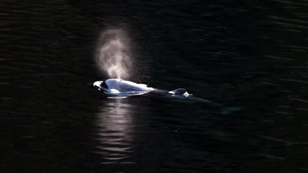 Orca’s ocean escape from B.C. lagoon will be talked about for generations, says First Nation