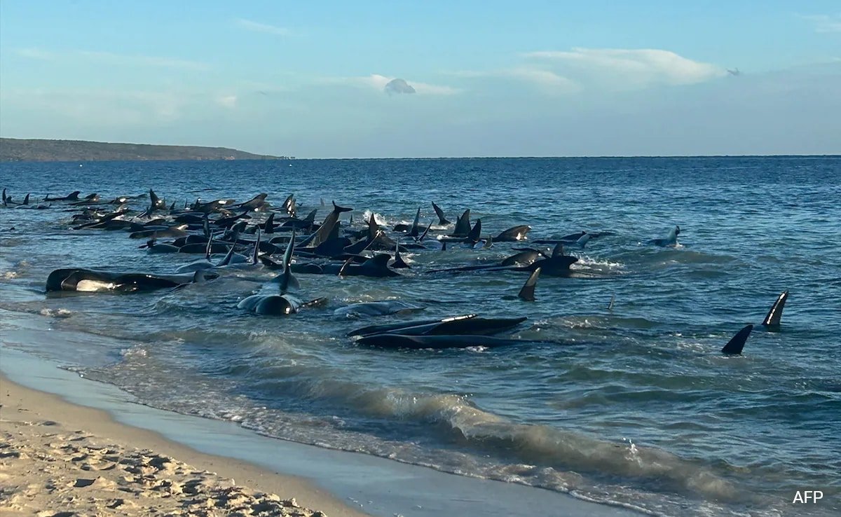 Over 100 Pilot Whales Stranded On Australian Beach, Likely To Be Euthanised