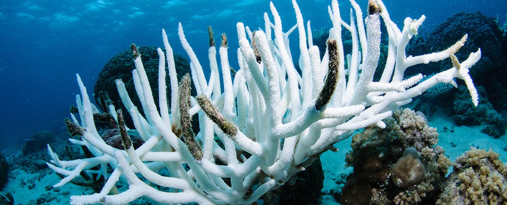 Record-Breaking Ocean Heat Triggers 4th Global Coral Bleaching Event : ScienceAlert
