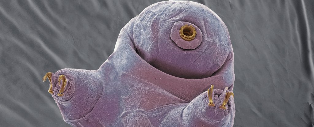 Scientists Discover How Tardigrades Survive Blasts of Radiation And Its Weird ScienceAlert