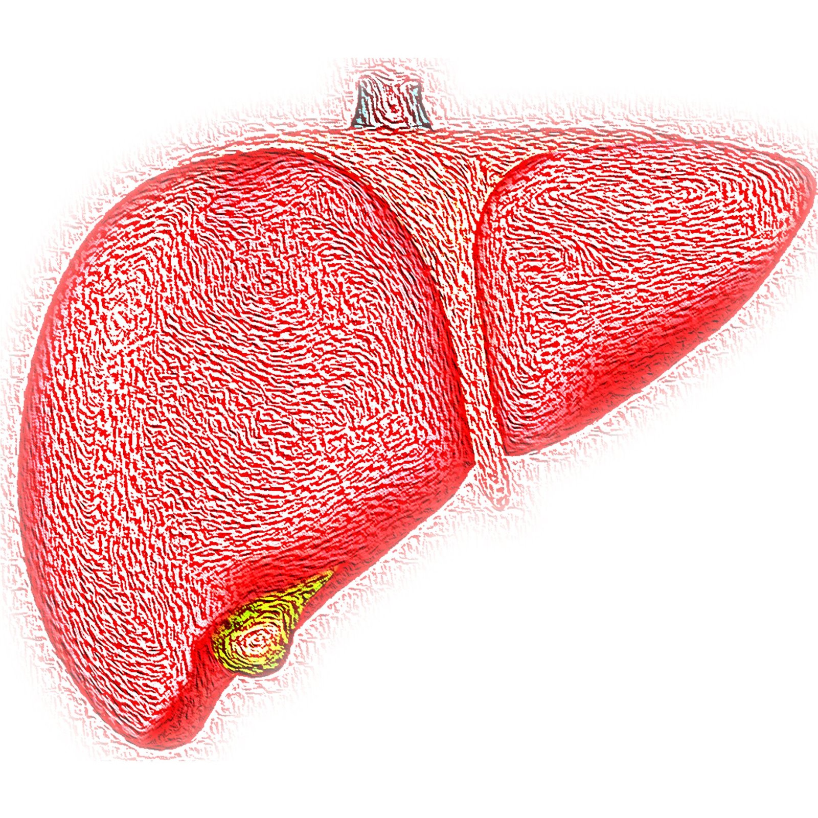Study of cancer induced liver inflammation finds a promising therapeutic target