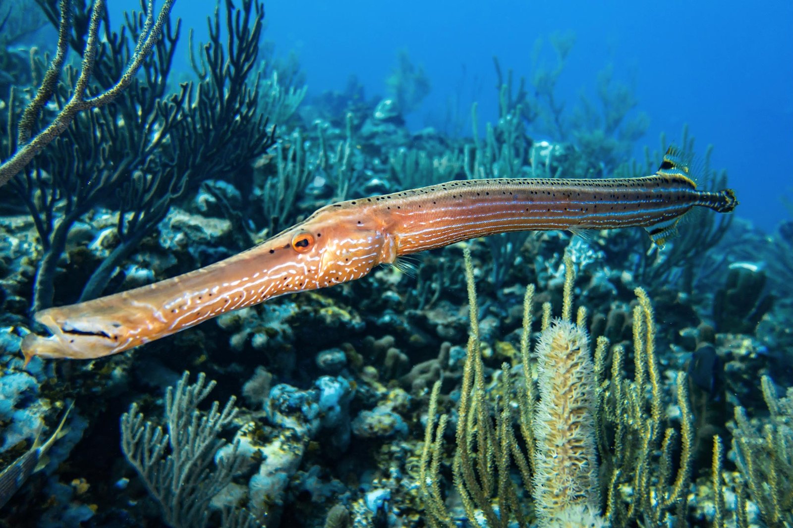 The Remarkable Hunting Tactics of Trumpetfish