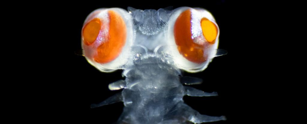 This Freaky Worm Has Outstanding Vision And Scientists Dont Know Why ScienceAlert