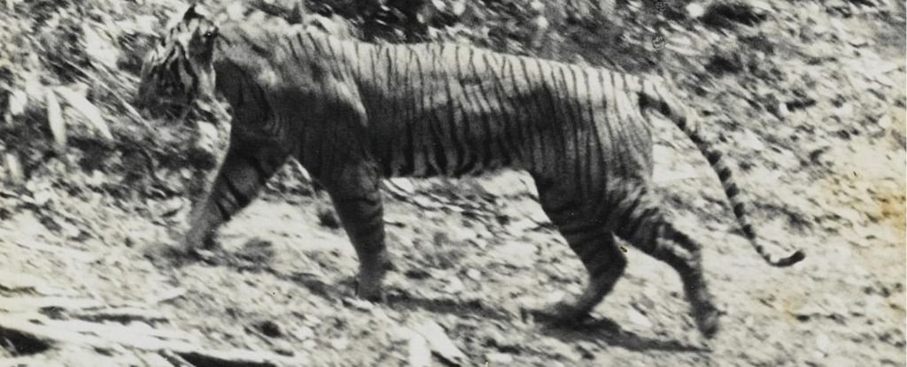 This Tiger Was Thought Extinct. Then a Single Strand of Hair Was Found. : ScienceAlert