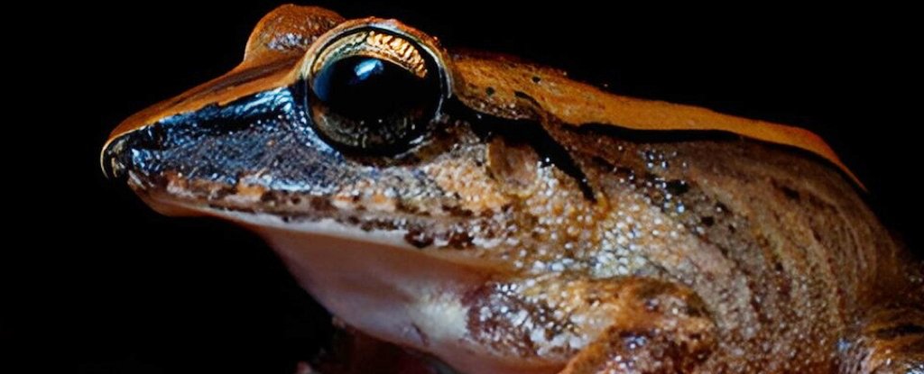 This Tiny Frog Emits a Powerful Ultrasonic Scream No Human Can Hear ScienceAlert