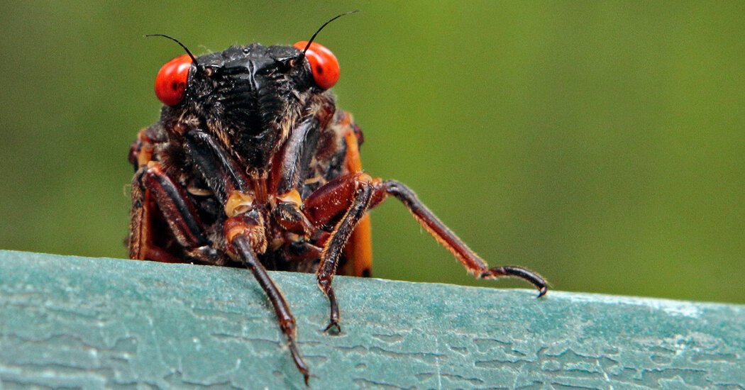 Up to a Trillion Cicadas Are About to Emerge in the US