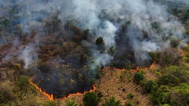 We are losing the Amazon rainforest Record number of wildfires in parts of Brazil