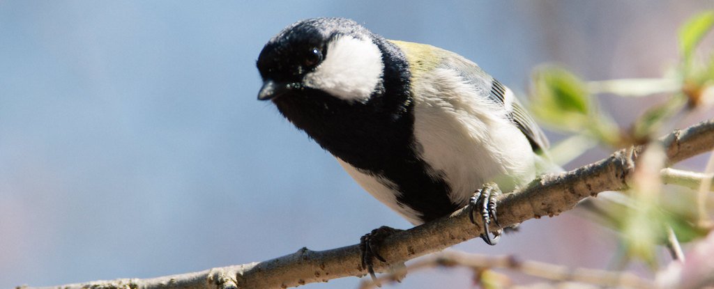 Wild Birds Seen Using Their Wings to Politely Gesture in a Surprising First : ScienceAlert