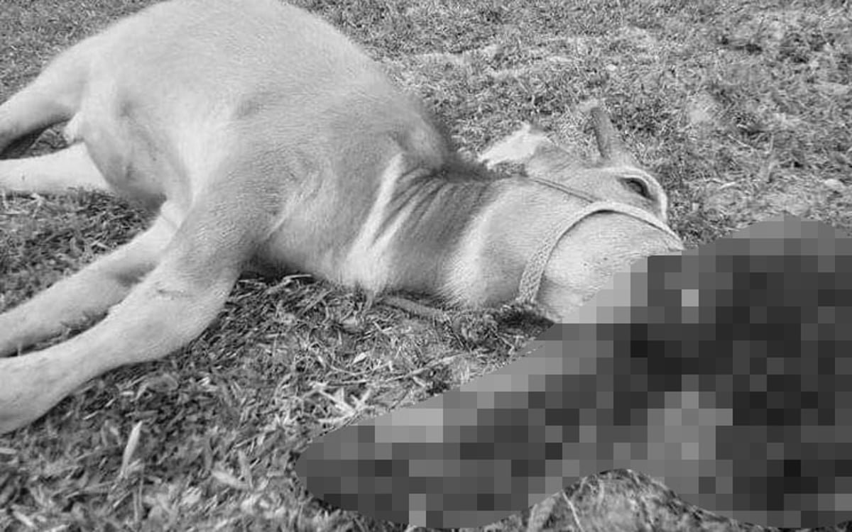 Woman seeking justice for cow’s death in Dalaguete town