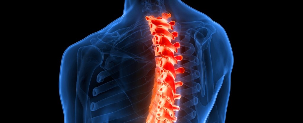 Your Spinal Cord Can Learn And Recall Without Brain Input And We Finally Know How ScienceAlert