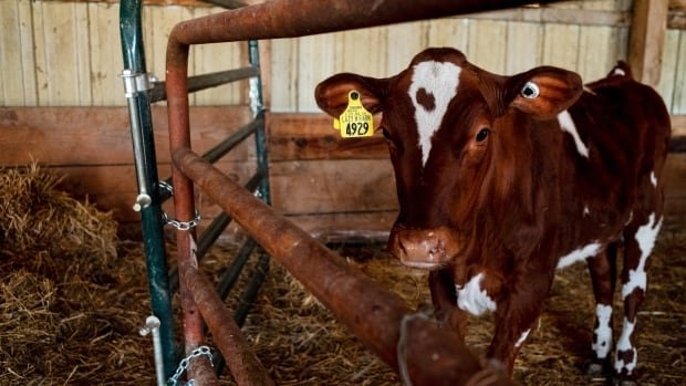 2nd person working with cows in Michigan got bird flu health officials say