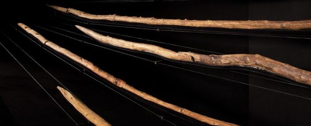 Ancient Humans Crafted Deadly Wooden Weapons 300,000 Years Ago, Study Finds : ScienceAlert