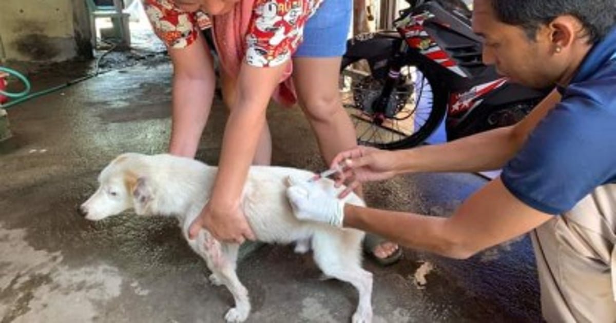 Bacolod City targets 70 dog vaccination by October