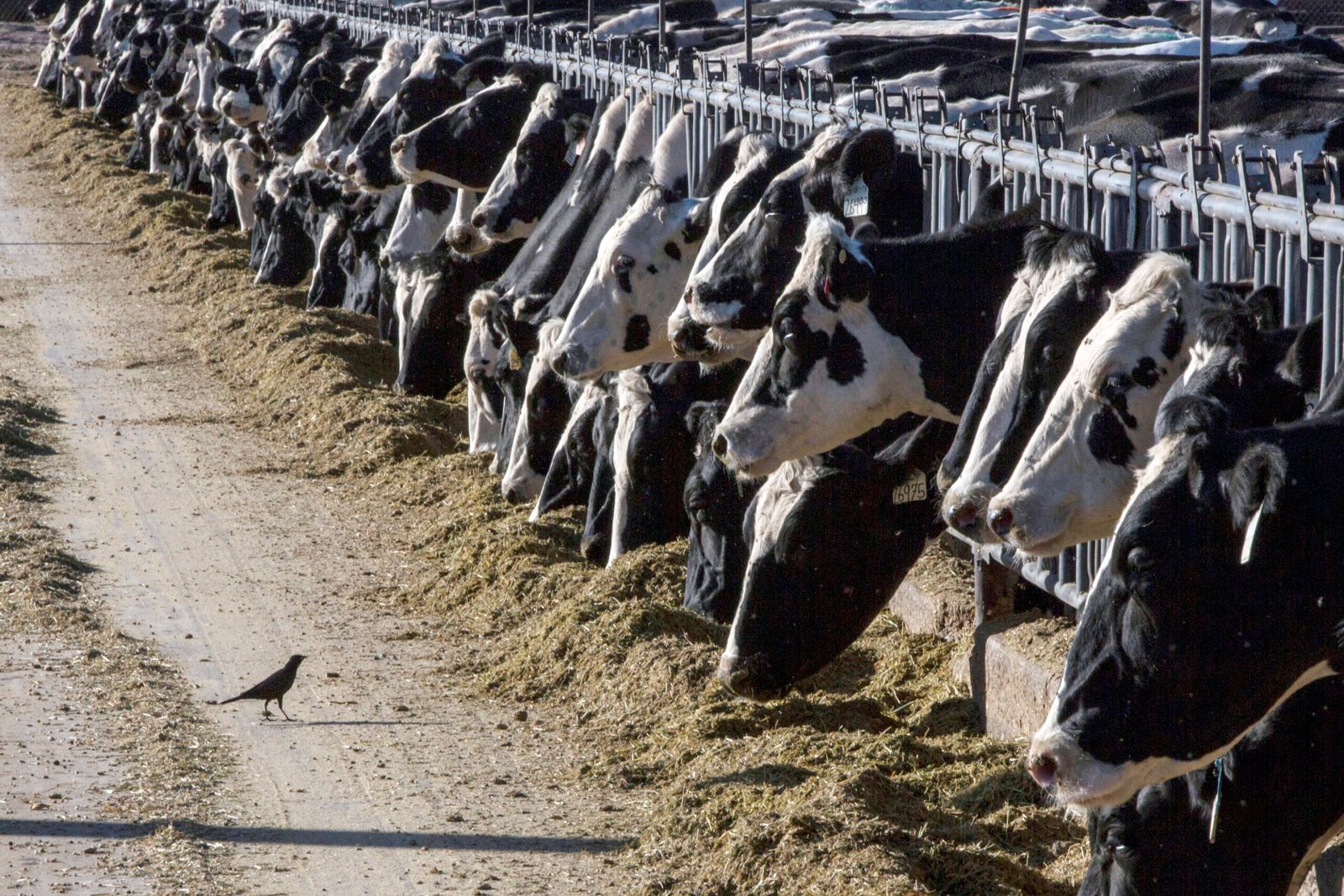 Bird flu virus detected in beef from an ill dairy cow but USDA says meat remains safe