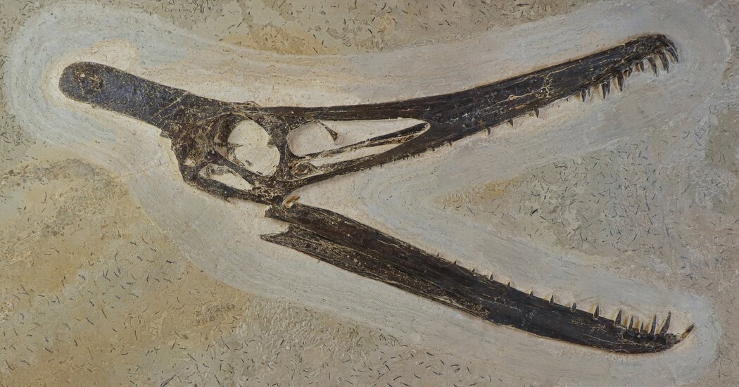 Brazil’s National Museum Receives Massive Fossil Donation