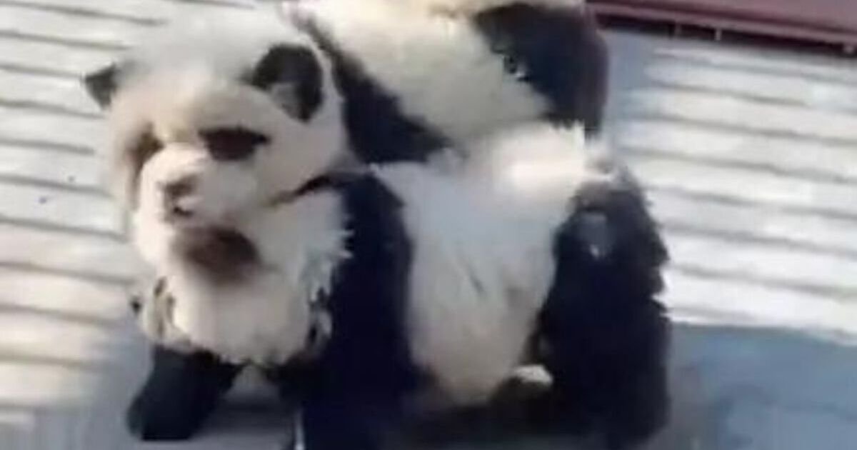 Chinese zoo blasted for dyeing ‘panda dogs’ but denies cheating customers | World | News