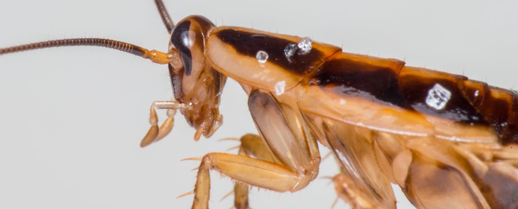 Cockroaches Are Everywhere Now And Its All Because of Humans ScienceAlert