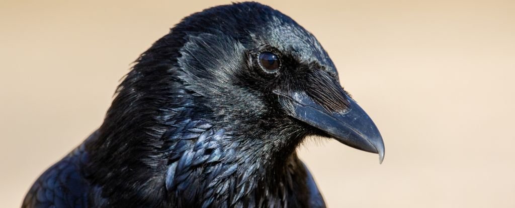 Crows Can Actually Count Out Loud Amazing New Study Shows ScienceAlert