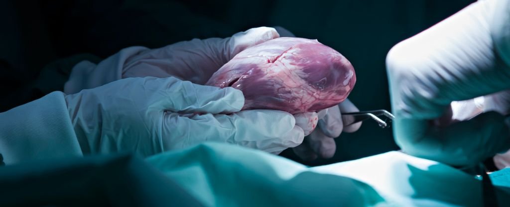 Eerie Personality Changes Sometimes Happen After Organ Transplants ScienceAlert