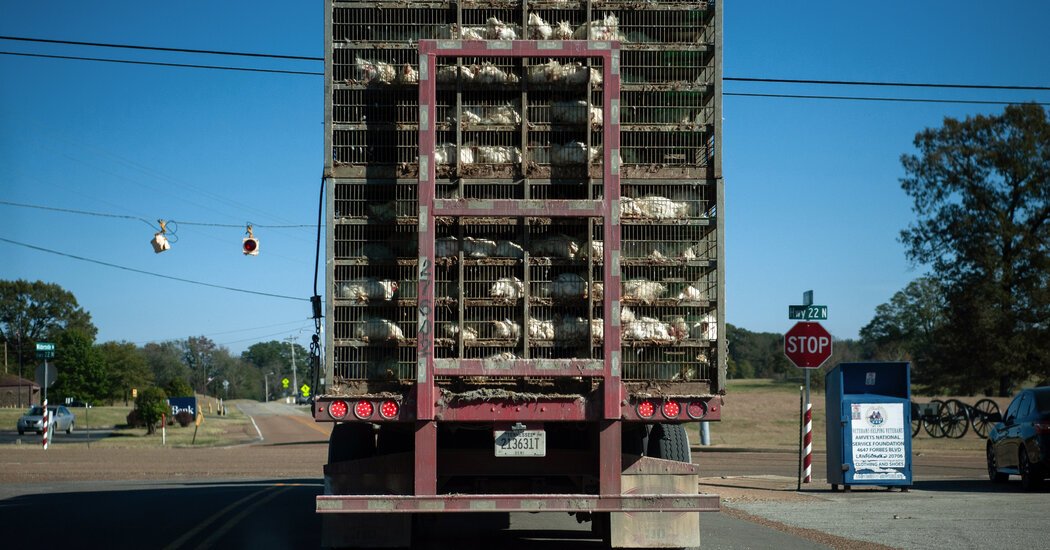 Farm Animals Are Hauled All Over the Country So Are Their Pathogens