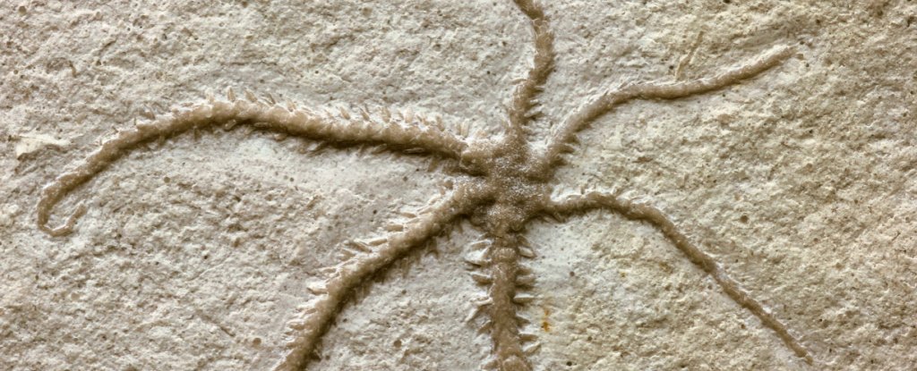 Fossil Captures 155-Million-Year-Old Brittle Star Mid-Regeneration : ScienceAlert