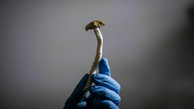 Health Canada must reconsider mans bid to use magic mushrooms for cluster headaches Federal Court rules