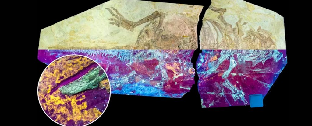 ‘Hidden Gem’ Dinosaur Skin Fossil Reveals Surprises About Feather Evolution : ScienceAlert