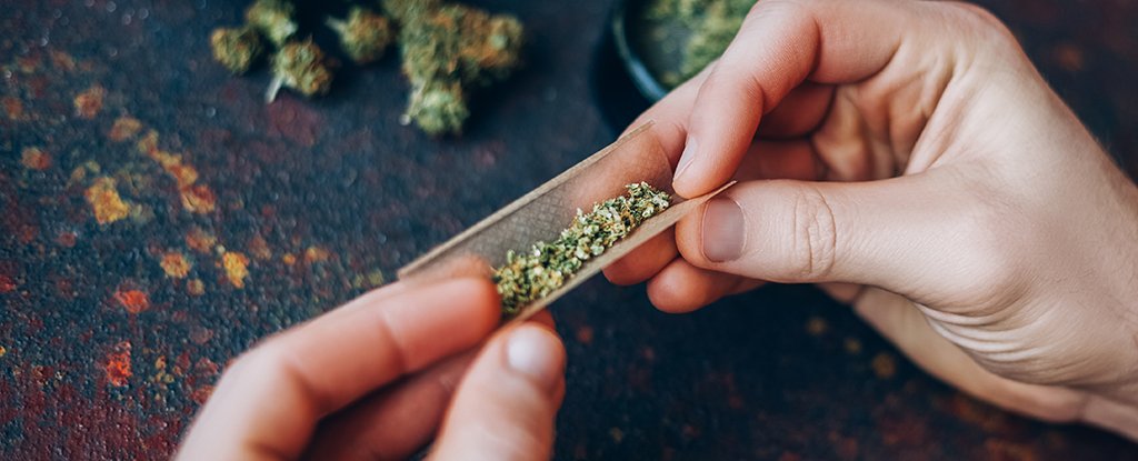 High-Potency Cannabis Linked to Dramatically Higher Risk of Psychotic Episodes : ScienceAlert