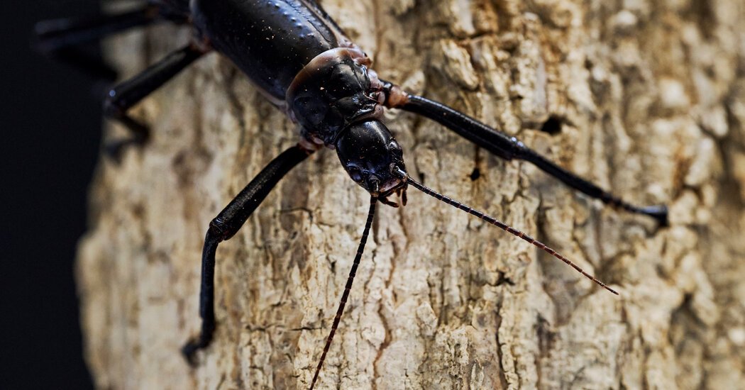 How the Tree Lobster Escaped Extinction
