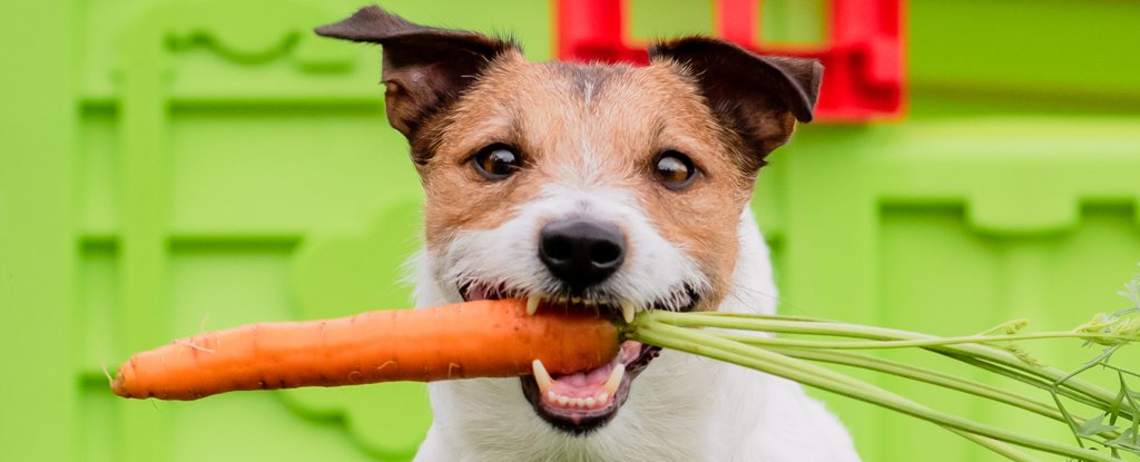 Is Vegan Food Really Good For Your Dog? Experts Reveal The Truth : ScienceAlert